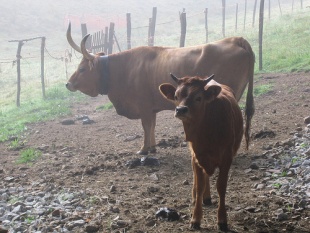 Unha vaca e unha puchiña da raza cachena, propia do Xurés. Flickr: fontearcada